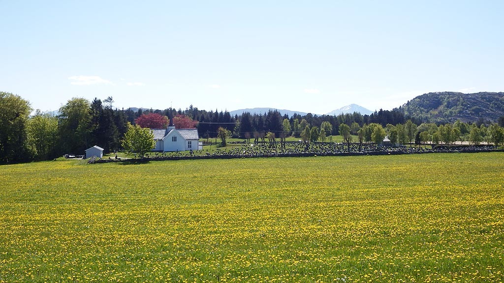 løvetann trussel