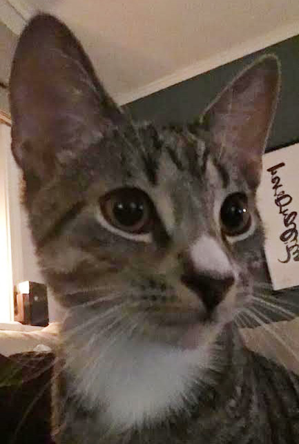 cat ler