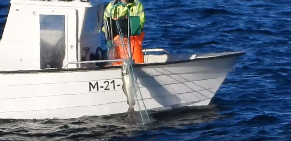 avb 1