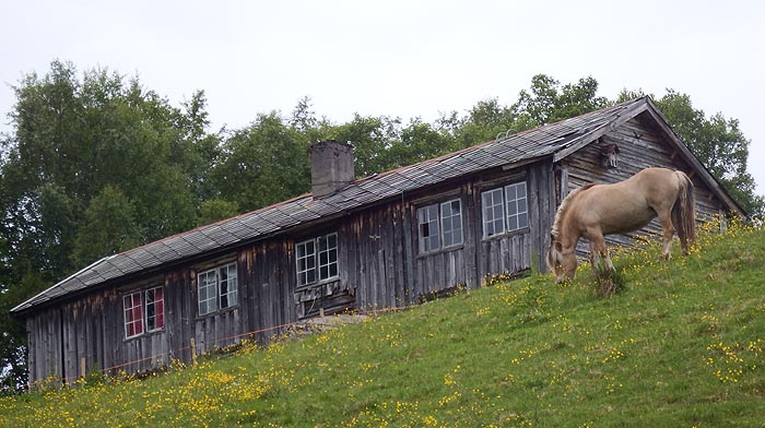 hest 1