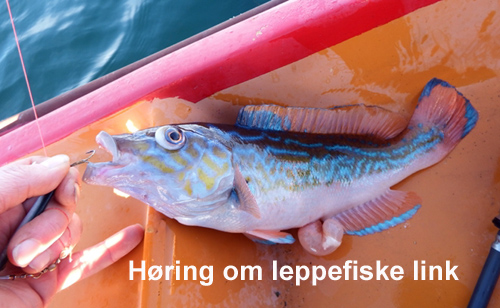 loink leppef