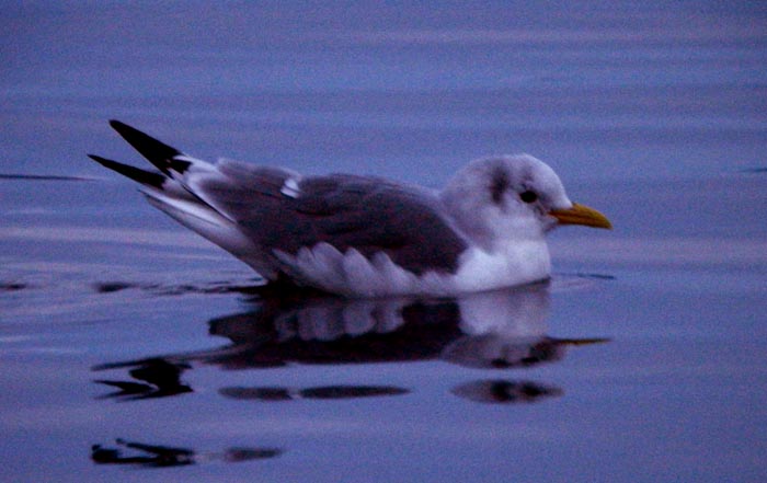 krykkjaer