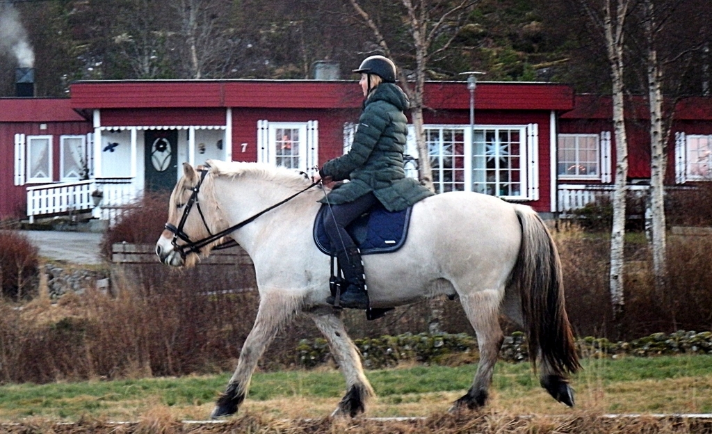 Hest R