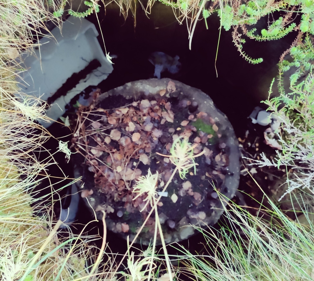bomb 1