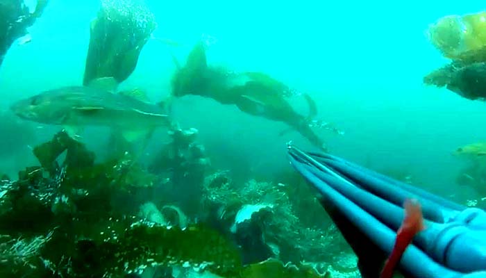dive 3