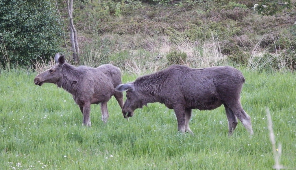 elgen
