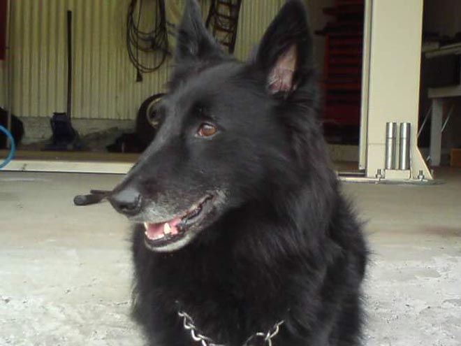 hund 1