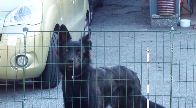hund 2