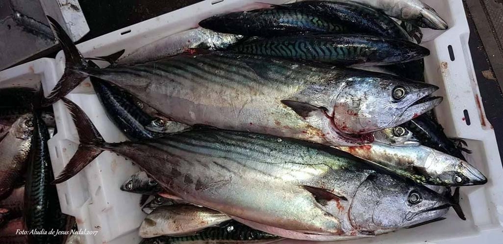 tuna 1