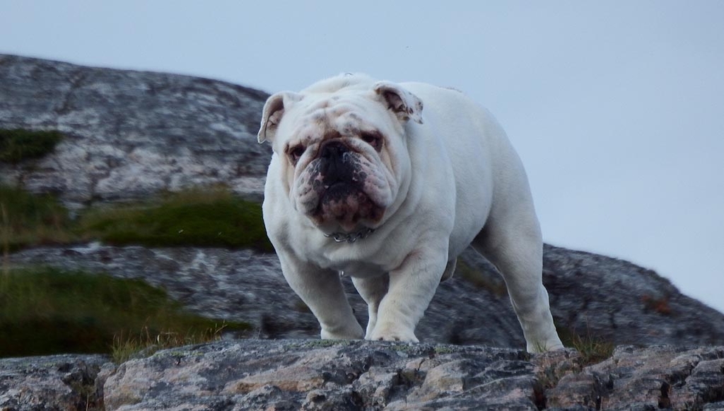 petter