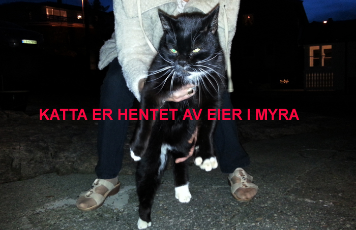 cccaaattt