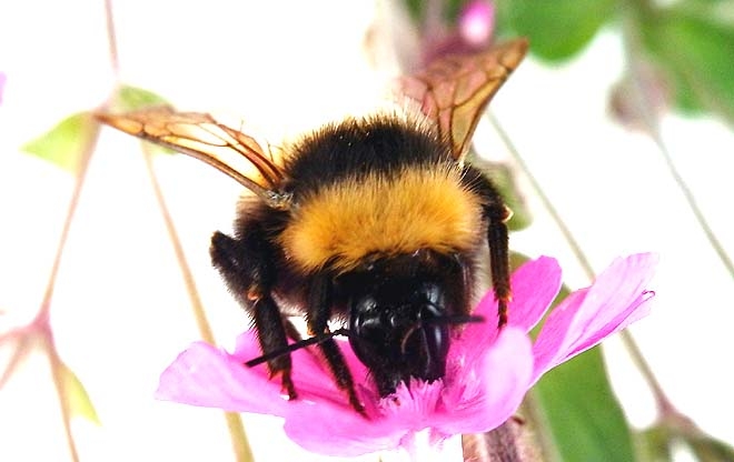 hommel 1z