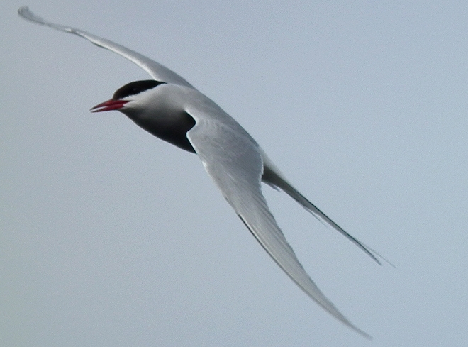 tern 1