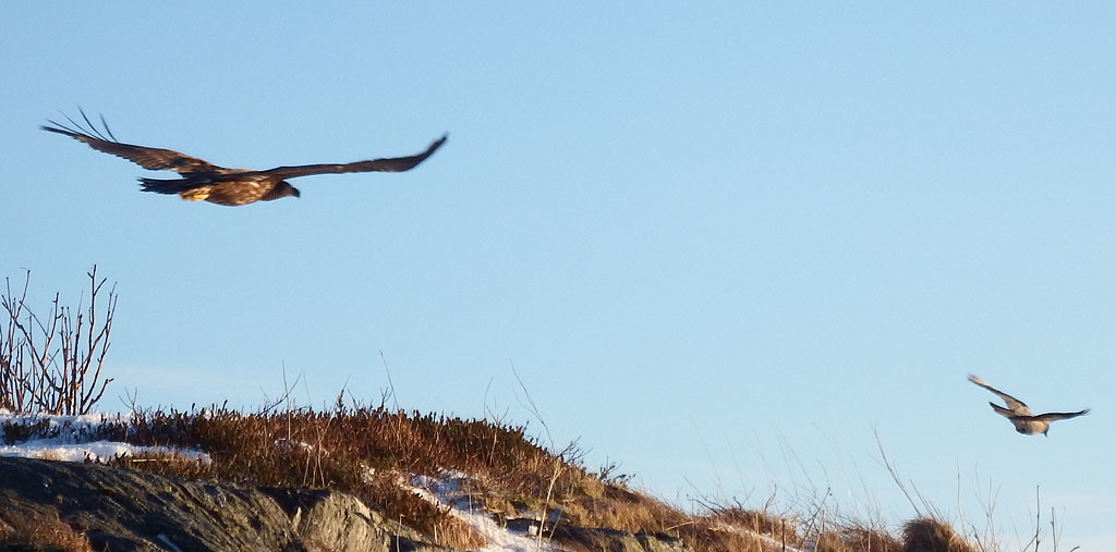 eagl