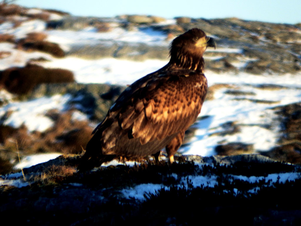 eagle 1