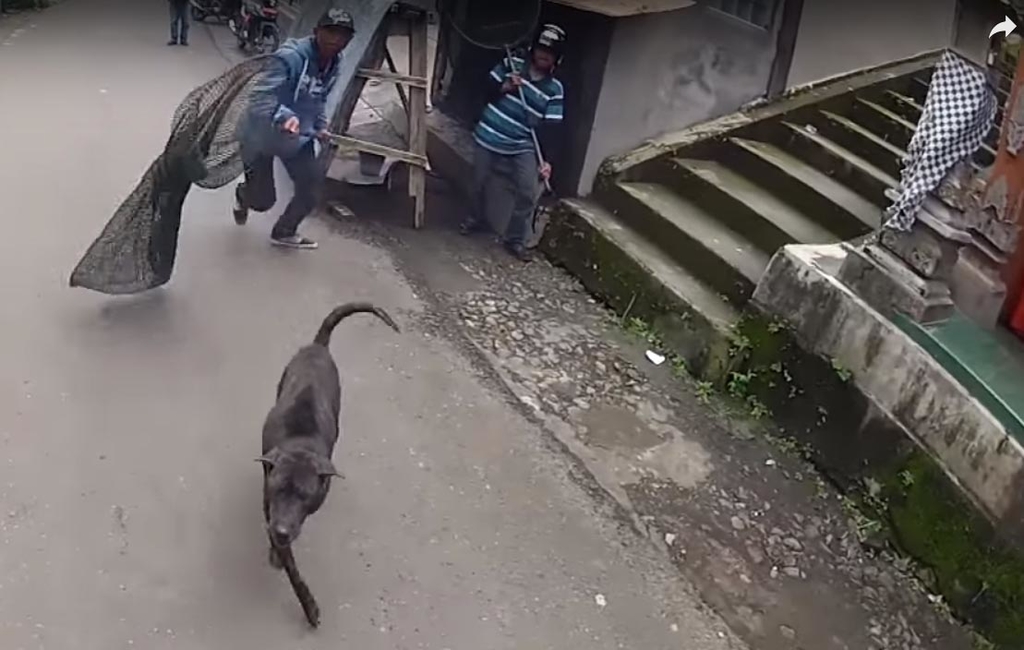 bali
