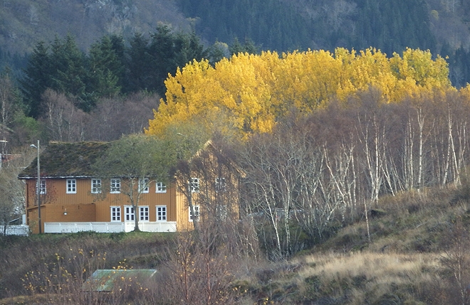bladtre 1