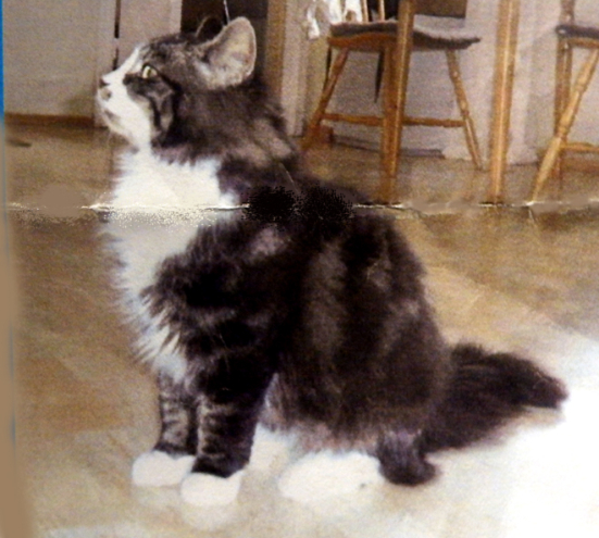 cat sme