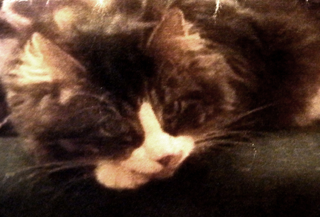 cat sme 2