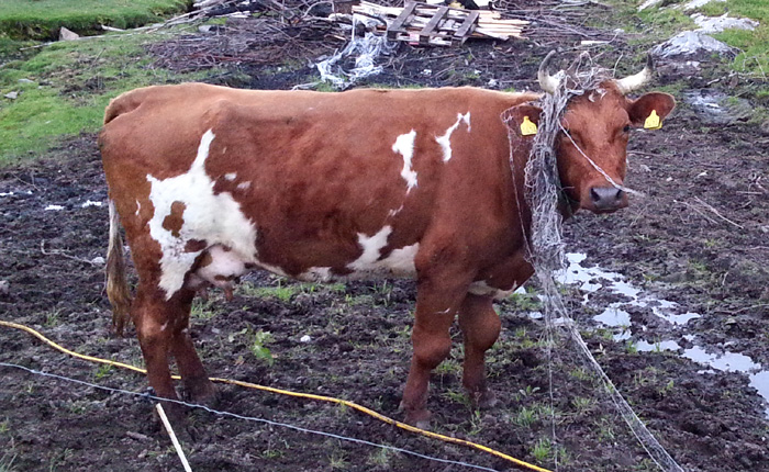 cow v