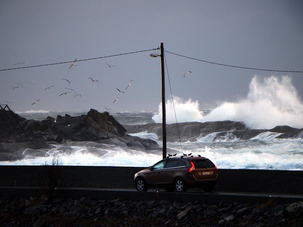 mens storm