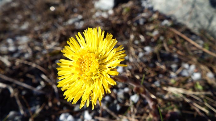 flora 3