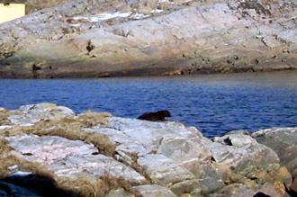 mink_l mink_l