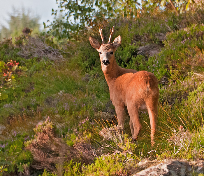 20110814_6491_Rdyrbukk_Brunsvika1