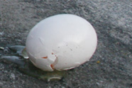 egg_zzz