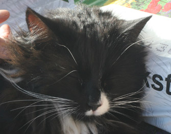katz_lite.jpg katz_lite.jpg