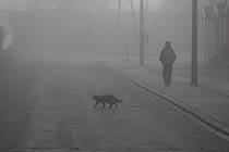 dog_lite.jpg dog_lite.jpg