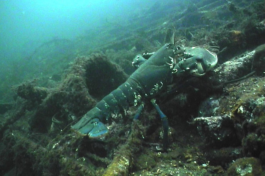 fisk_hummer fisk_hummer