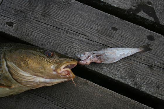 fisk_spist fisk_spist