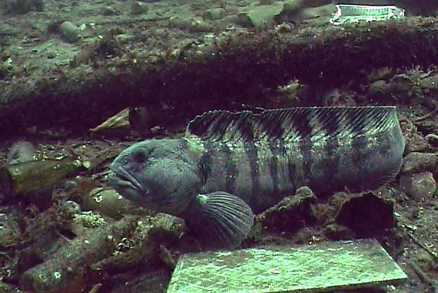 fisk_steinbit fisk_steinbit