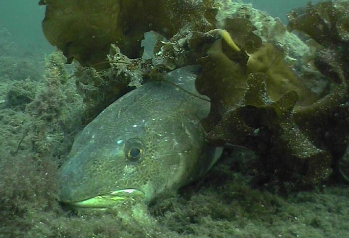 fisk_torsk fisk_torsk