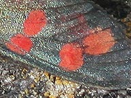 rote_lite.jpg rote_lite.jpg