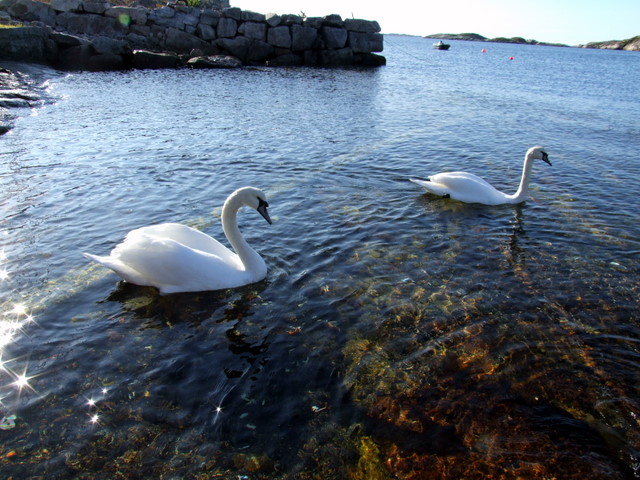 svans_st svans_st