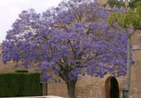 tonni_in_spain_lite tonni_in_spain_lite
