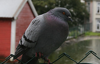 rotte_l rotte_l