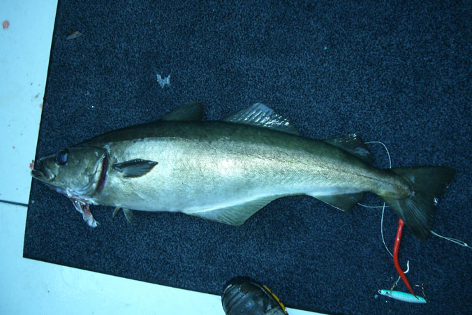 fisk_paa_dekk fisk_paa_dekk