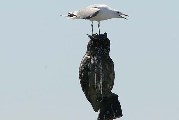 vaar_fiskemase