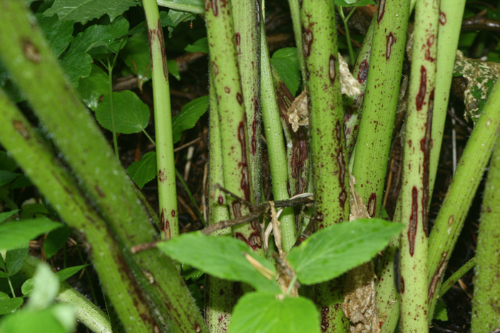 pest_2 pest_2