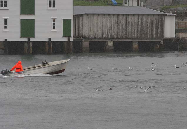 regn_roger regn_roger