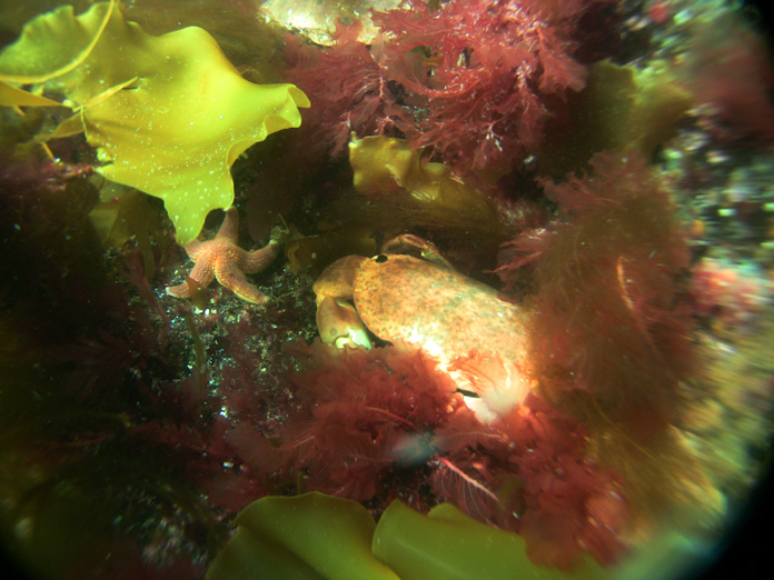 vid_crabb vid_crabb