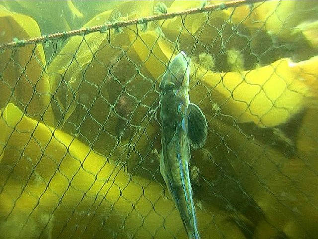 vid_floifisk vid_floifisk