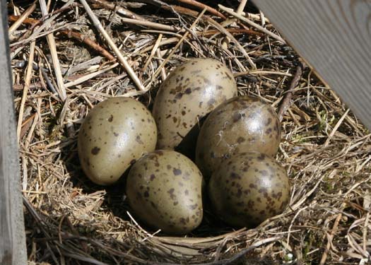 maa_5_egg maa_5_egg