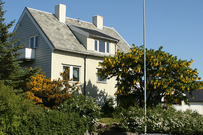 gull_s gull_s