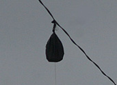 igor_z
