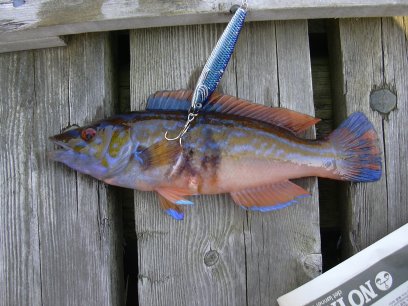 fisk20120kardus fisk20120kardus