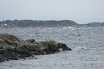 svart_lite.jpg svart_lite.jpg